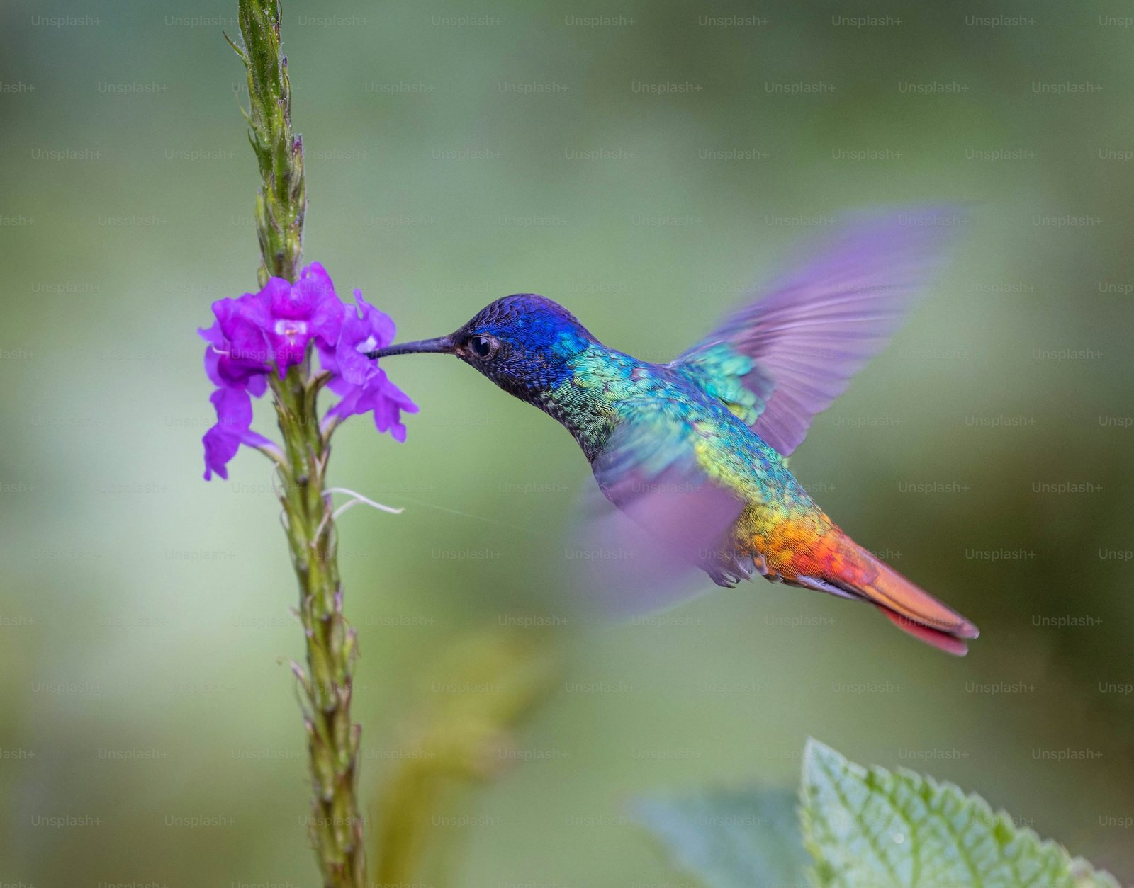 Beija-flor colorido em seu habitat natural