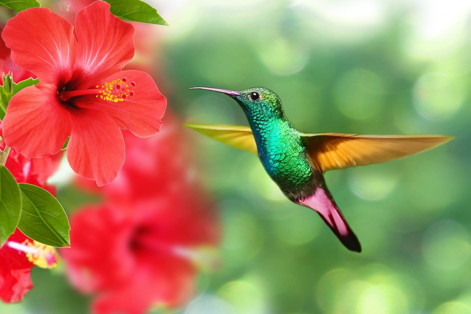 Beija-flor no jardim